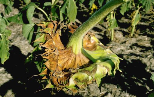 Ayçiçeğinde Botrytis Tabla Çürüklüğü