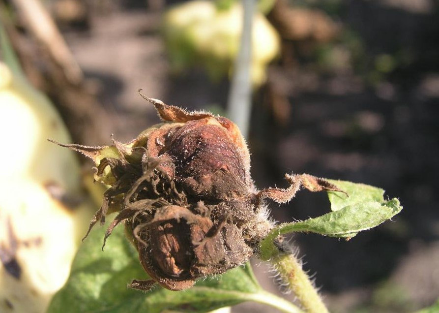 Ayçiçeğinde Botrytis Tabla Çürüklüğü