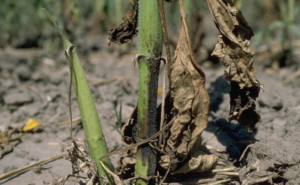 Ayçiçeğinde Verticillium Solgunluğu Hastalığı Belirtileri Ve Nedenleri