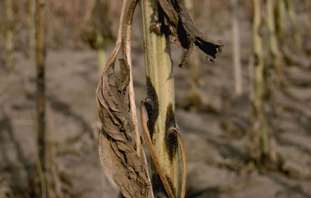 Ayçiçeğinde Phoma Yanıklık Hastalığı