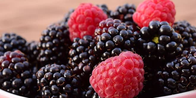 Ahududu Yetiştiriciliği