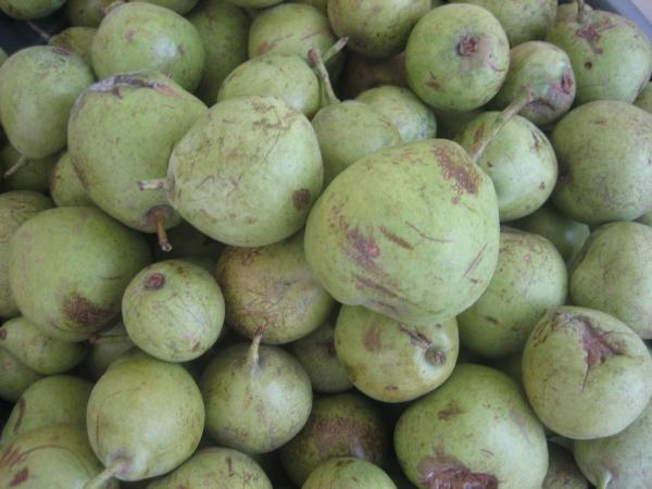 Ankara Armudu Yetiştiriciliği