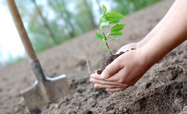Fidan ne zaman ve nasıl dikilir?