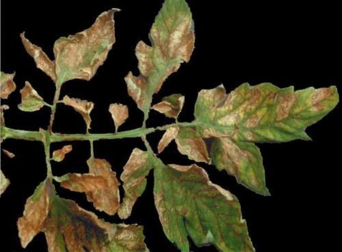 Domateste Çinko Noksanlığı