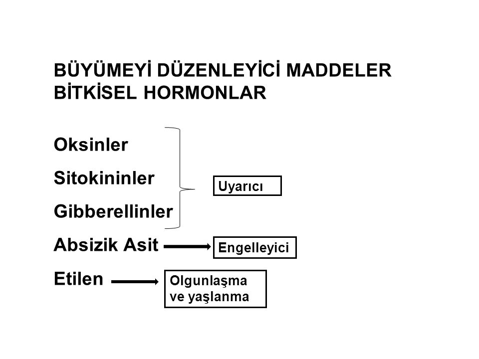 Bitki Gelişim Düzenleyiciler Nelerdir? Türleri Ve Tarımdaki Kullanımı