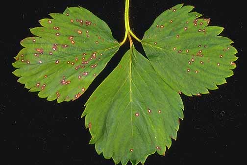 Çilek Yaprak Lekesi Hastalığı