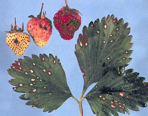 Çilek Yaprak Lekesi Hastalığı