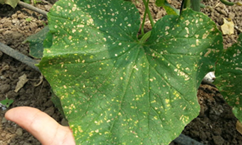 Bitkilerde Görülen Tripsler Çeşitleri Nelerdir? Bitkilerde Görülen Tripsler Çeşitleri Nelerdir?