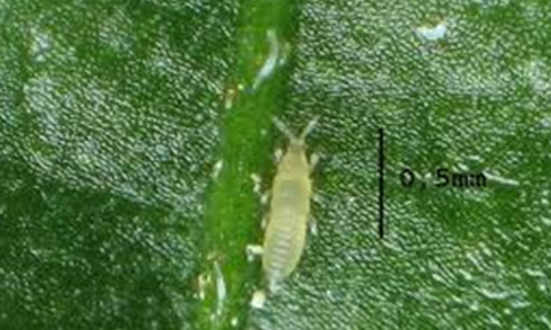 Bitkilerde Görülen Tripsler Çeşitleri Nelerdir? Bitkilerde Görülen Tripsler Çeşitleri Nelerdir?