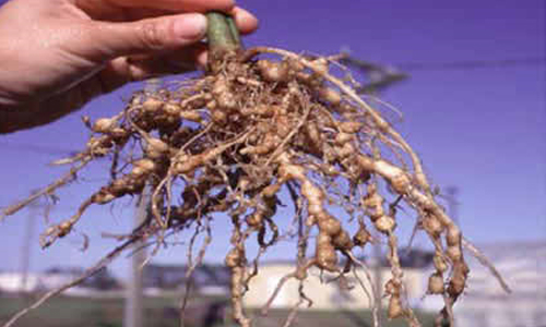 Nematodlar İle Mücadele Nasıl Yapılır? Nematodlar İle Mücadele Nasıl Yapılır?