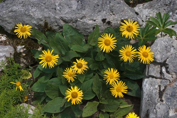 Andızotu (Atgözü) Faydası ve Zararı