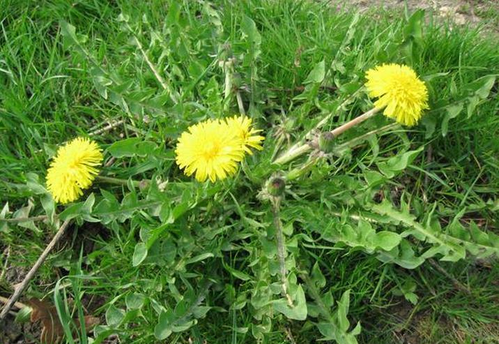 Acıgünek Faydaları Ve Zararları Nelerdir?