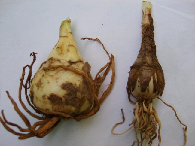 Adasoğanı Faydaları ve Zararları