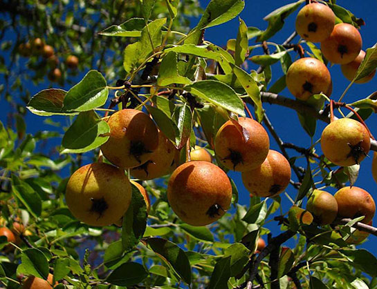 Ahlat Meyvesinin Faydaları Ve Zararları Nelerdir?