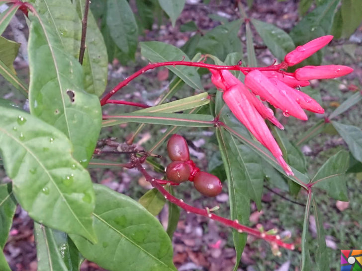 Acıağaç Faydaları Ve Zararları Nelerdir?