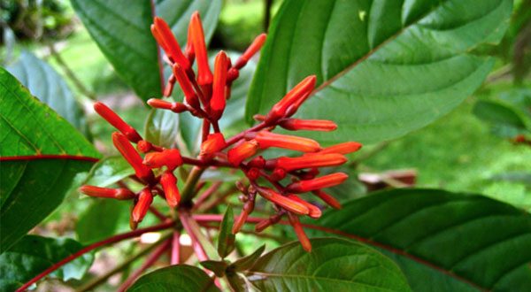 Acıağaç Kökü Faydaları Ve Zararları Nelerdir?