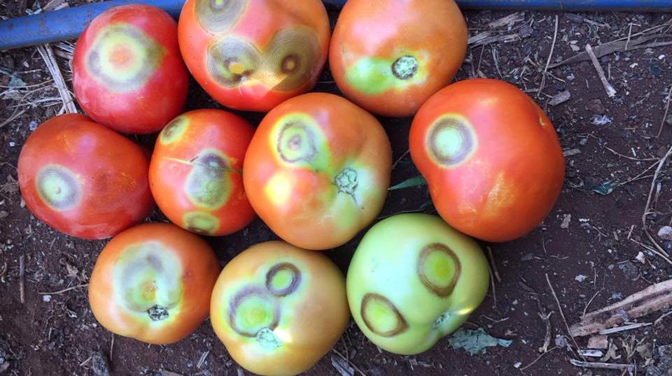 Domates Halkalıleke Virüsü (Tomato Ringspot Virus)