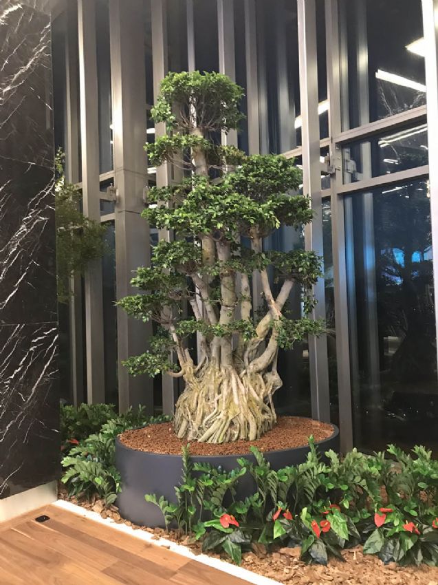 İç Mekan Süs Bitkileri İle Ev Dekorasyonu İç Mekan Süs Bitkileri ile Ev Dekorasyonu