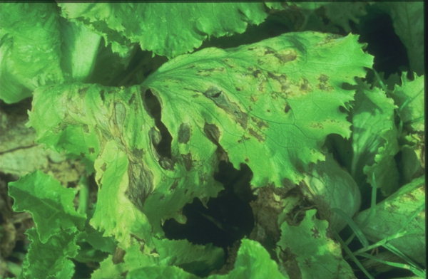 Marul Mildiyösü (Bremia Lactucae)