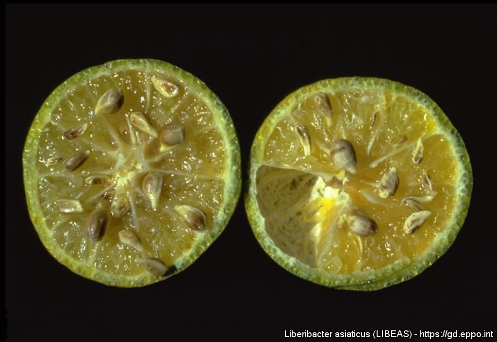 Limon Tıkanıklığı Hastalığı Belirtileri, Nedenleri Ve Mücadelesi