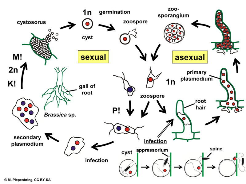 Lahana Kök Uru Hastalığı Belirtileri, Nedenleri Ve Mücadele Yöntemleri