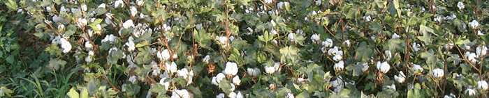 Pamuklarda Fide Kök Çürüklüğü Hastalığı