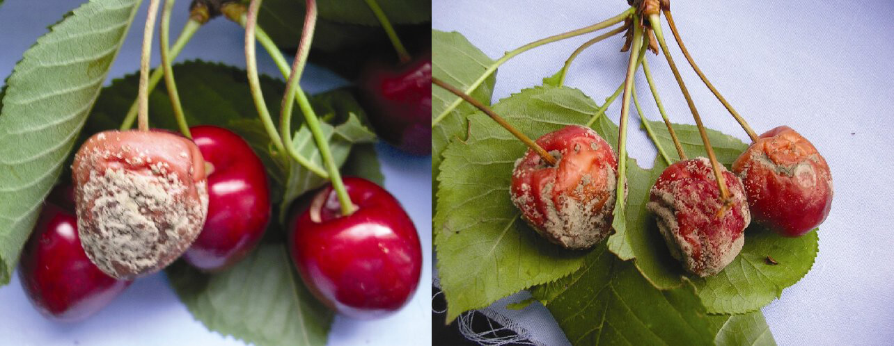 Monilya (Mumya) Hastalığı