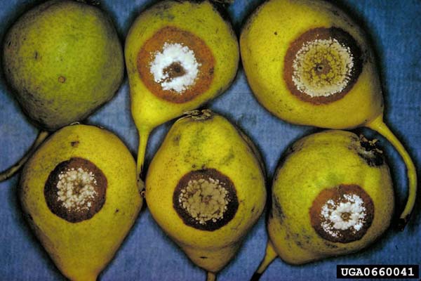 Monilya (Mumya) Hastalığı