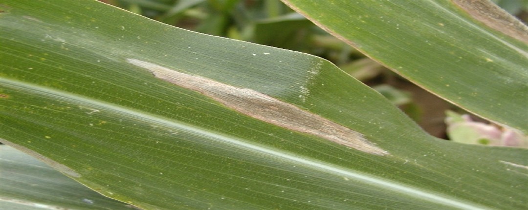 Mısır Yaprak Yanıklığı