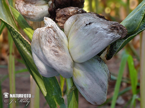 Mısır Rastığı Hastalığı (Ustilago Maydis)