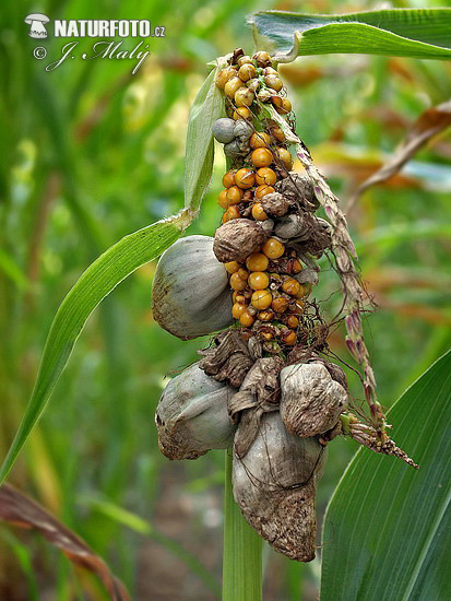 Mısır Rastığı Hastalığı (Ustilago Maydis)