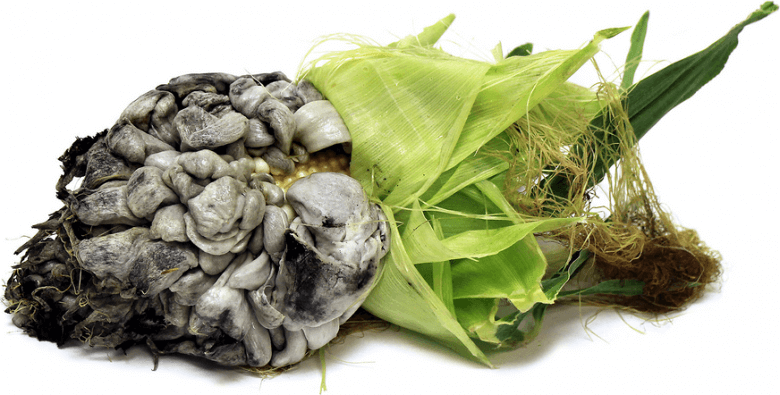 Mısır Rastığı Hastalığı (Ustilago Maydis)