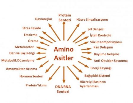 Serbest Amino Asitler Nelerdir?