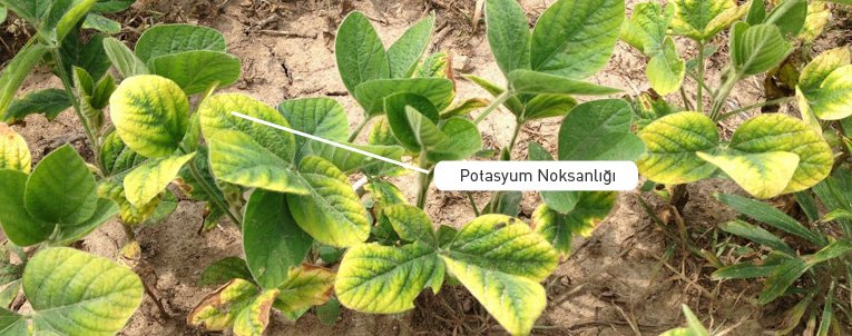 Potasyum Noksanlığı