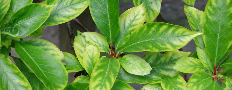 Mangan Eksiliği Nedir? Mangan Eksiliği Nedir?