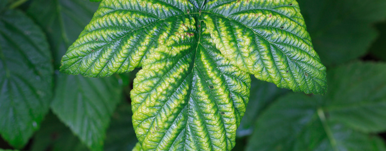 Magnezyum Eksiliği Nedir? Magnezyum Eksiliği Nedir?