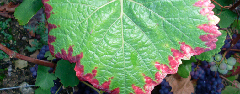 Fosfor Gübrelemesi Nasıl Yapılır? Bağda Fosfor Noksanlığı