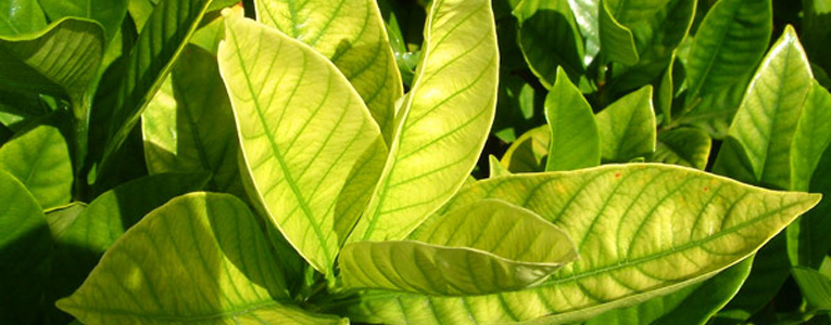 <a title='Bitkilerde Bor Elementi Eksikliği Belirtileri Nelerdir?' href='https://www.muhendistarim.com.tr/konu/4868/bitkilerde-bor-elementi-eksikligi-belirtileri-nelerdir'>Bitkilerde</a> Demir Eksiliği Nedir? Bitkilerde Demir Eksiliği