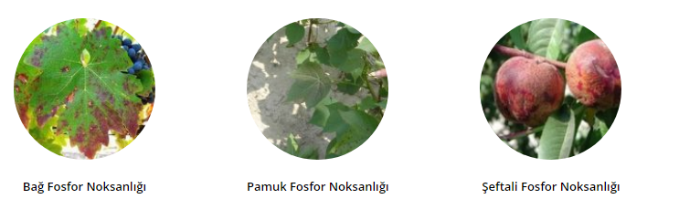 Fosfor Gübrelemesi Nasıl Yapılır? Fosfor Gübrelemesi