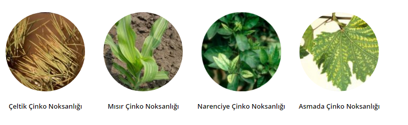 Çinko Eksiliği Nedir? Çinko Eksiliği Nedir?