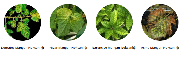 Mangan Eksiliği Nedir? Mangan Eksiliği Nedir?