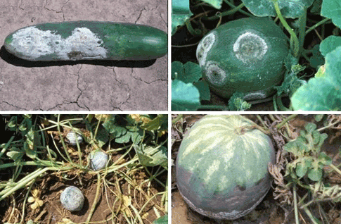 Sebzelerde Beyaz Çürüklük Hastalığı