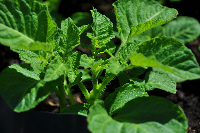 Patates A Virüsü (Potato A Potyvrus)