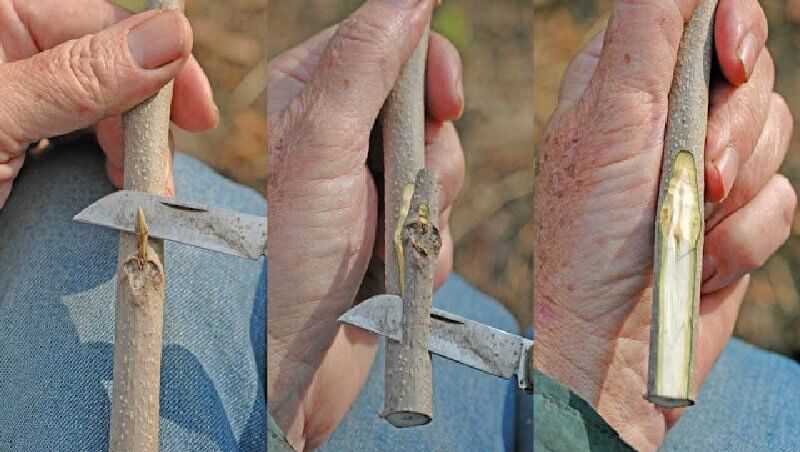 Ceviz Ağacında Yarma Aşı’nın Aşamaları Nelerdir?