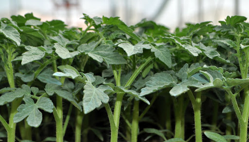 Fide Alırken Nelere Dikkat Etmek Gerekir?