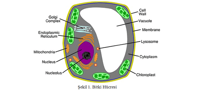 Kök Üzerindeki Bitki Besin Elementlerinin Kök İçerisine Alınması