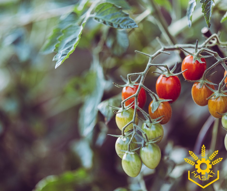 Domates Yetiştiriciliğinde Gübreleme Programı Nasıl Olmalıdır? Domates Yetiştiriciliğinde Gübreleme Programı Nasıl Olmalıdır?