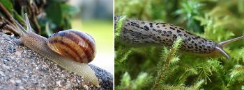 Mollusitler (Salyangoz Ve Sümüklü Böcekler)