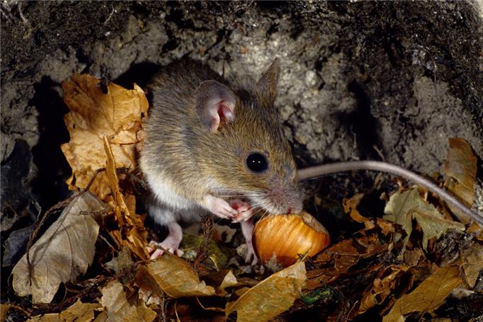 Tarla Faresi Nedir? Tarla Faresi Nedir?