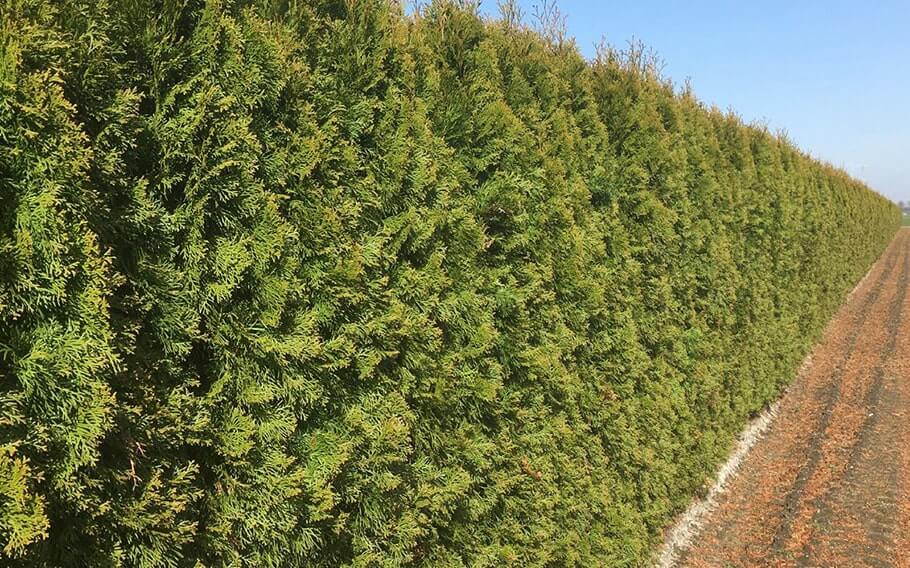 Çit Bitkilerinin Kullanım Amaçları Çit Bitkilerinin Kullanım Amaçları